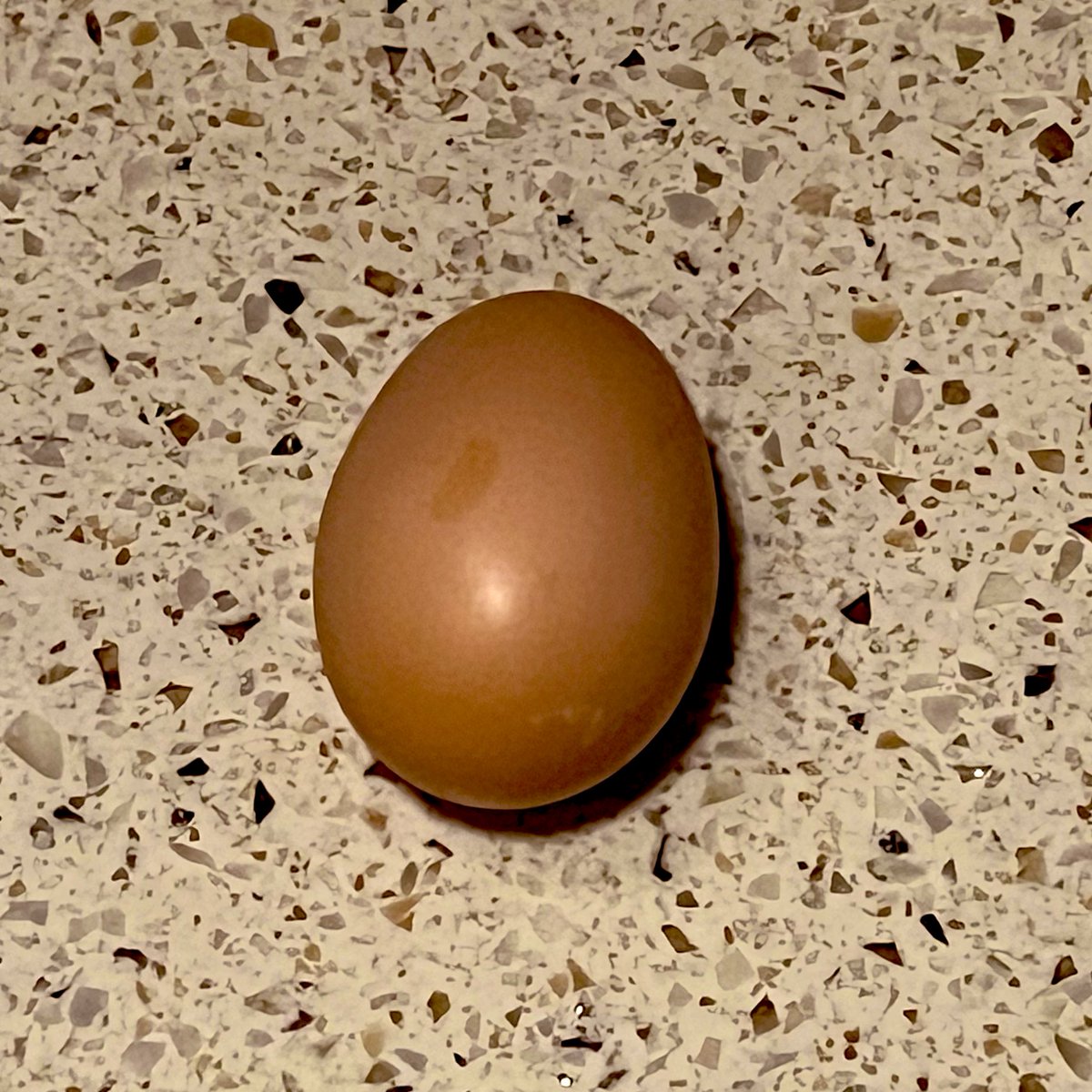 ActionCEO's tweet photo. To you, this may just be an egg. To me, it symbolizes the beginning of my self-sustaining protein production at the “ranch.” 

It feels right to celebrate the flock’s first egg. How? I’m thinking scrambled with #aahotsauce from @AAPEQueens @apocalypticapes

🙃 from eggs to #NFTs https://t.co/MtfoIGb2C6