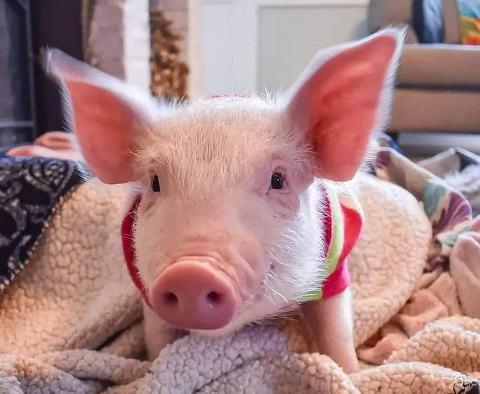 Rachael57354278's tweet photo. Happy Sunday ๐ Animals belong in our hearts not our stomachs. #cute #bekind #SnoutSunday #rescuepig #sanctuary #bacon #animallovers #HappySunday #Christmas #vegan #pigsinblankets #puppy #pigs https://t.co/Jbmekkuj4X