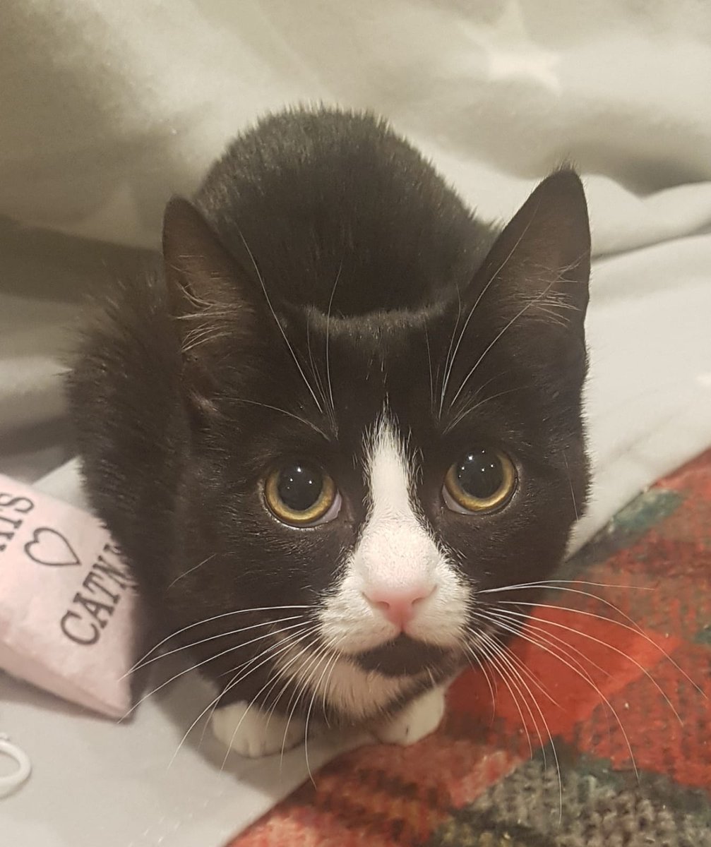 Meet Millie, our latest arrival, She's a gorgeous friendly little girl with a lovely temperament and loves cuddles! Please help us find her a home! #adoptdontshop #Yorkshire #rescuecats