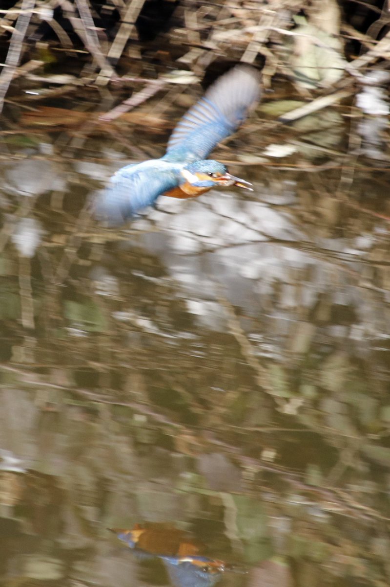 JBJones72's tweet image. #Eisvogel #Dinslaken #Rotbach