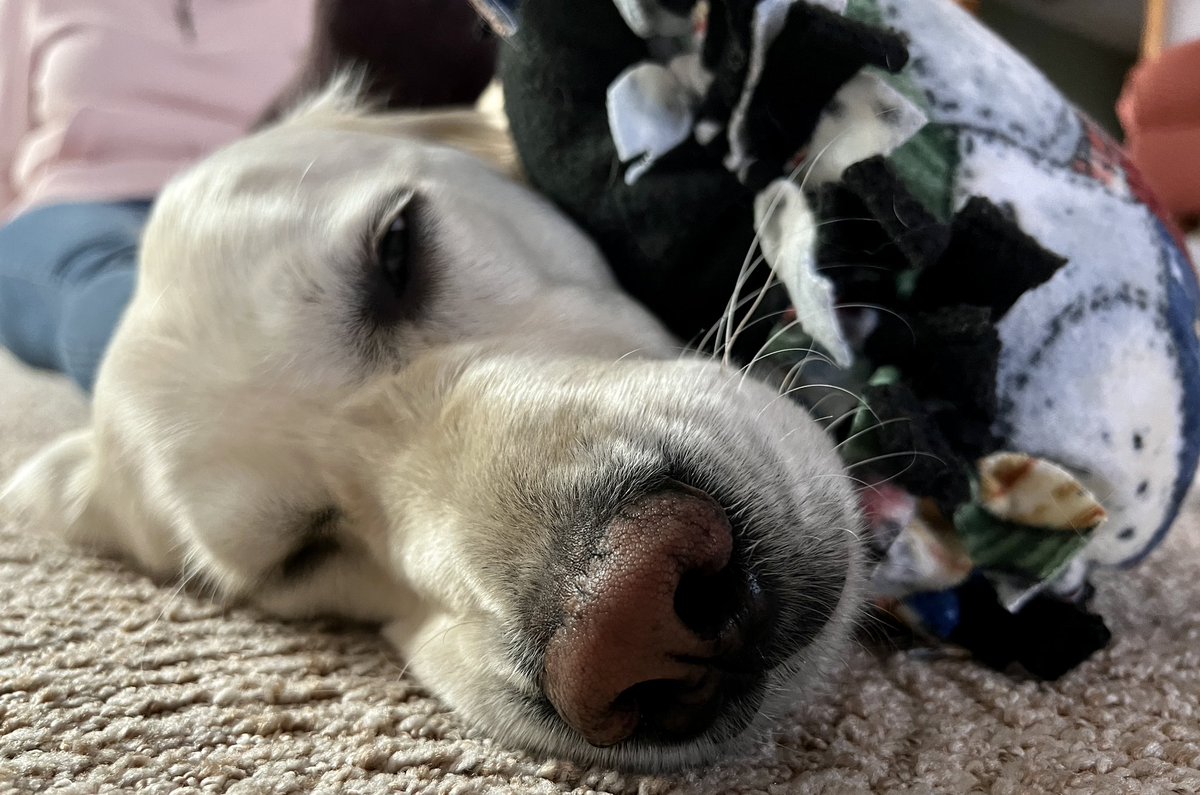 Layla the Dog tweet media