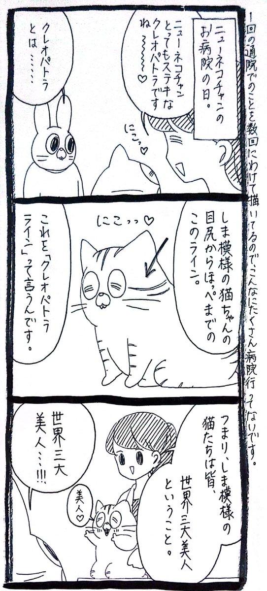 【猫】ネコチャンは色白丸顔だから小野小町 