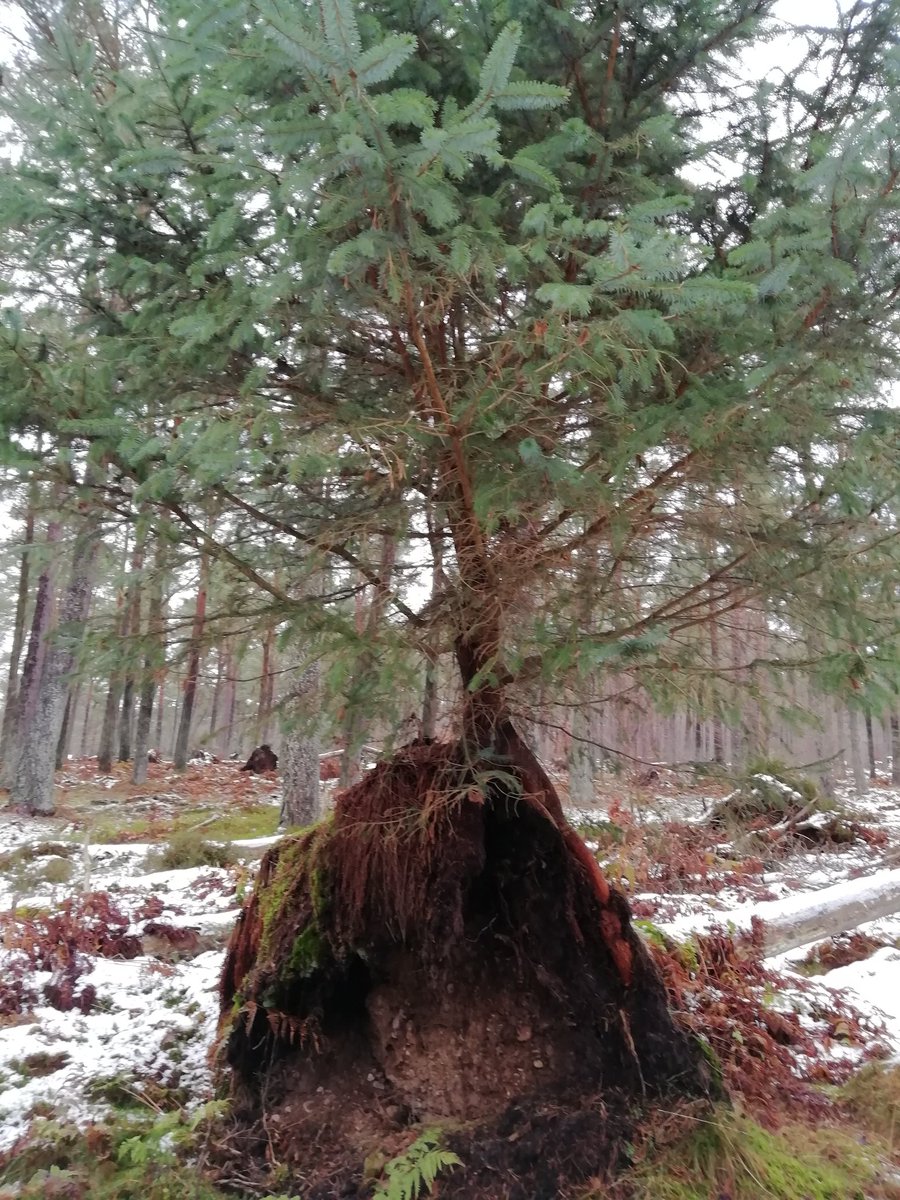 CorrinsArt's tweet photo. #AmazingNature from the first image it looks rather odd but on the others you'll see the conifer is growing from the roots of a fallen pine. #woids #trees #nature #naturelovers #NaturePhotography https://t.co/WjAq4qWT9g