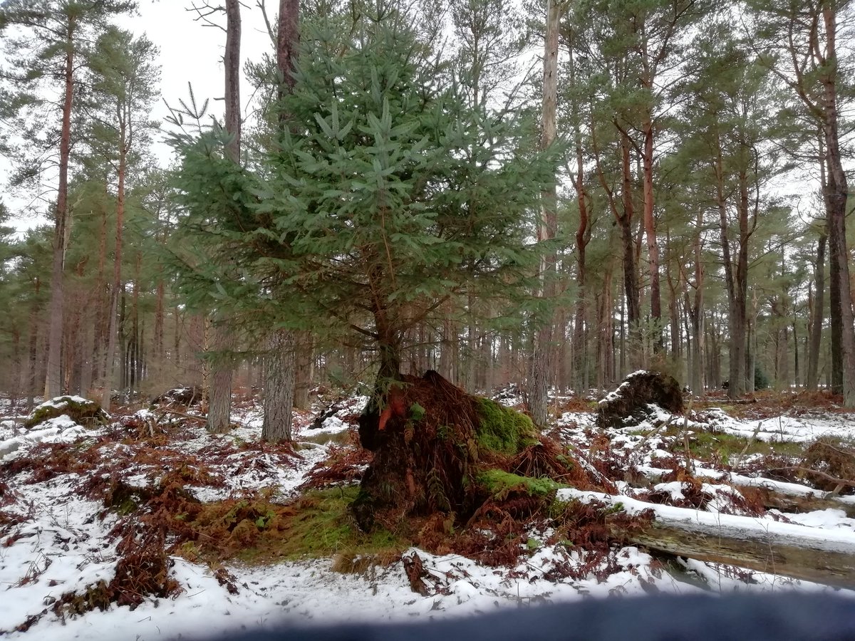 CorrinsArt's tweet photo. #AmazingNature from the first image it looks rather odd but on the others you'll see the conifer is growing from the roots of a fallen pine. #woids #trees #nature #naturelovers #NaturePhotography https://t.co/WjAq4qWT9g