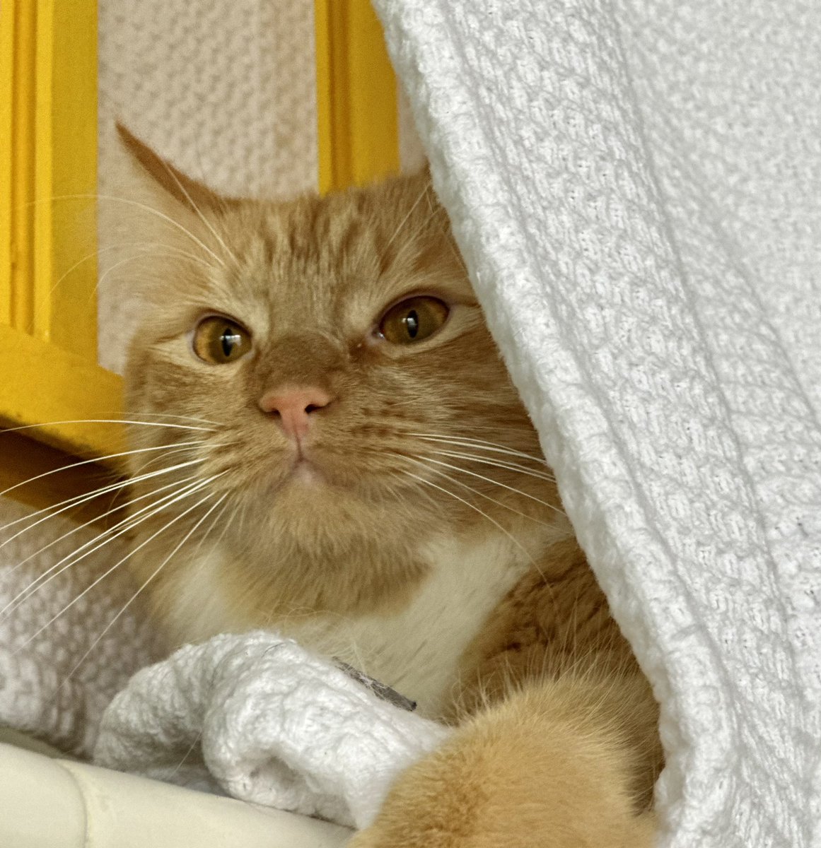 Greta Van Susteren tweet media