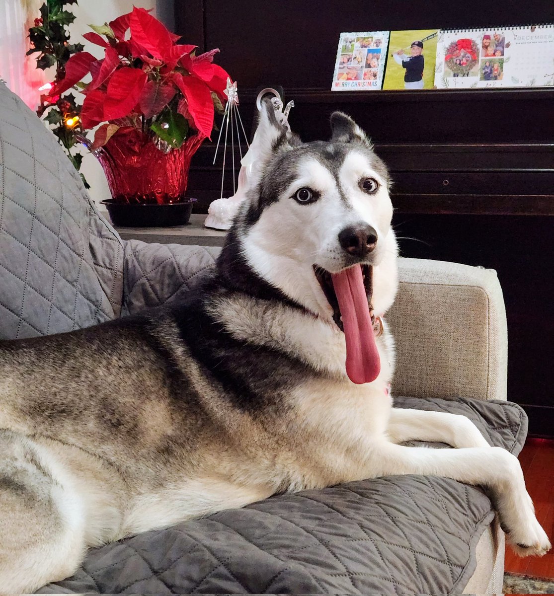 Attempting Christmas dog pics 🤣
#DogsofTwittter