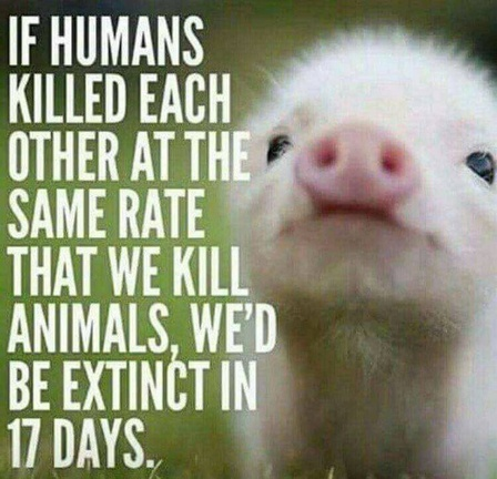 veganfuture's tweet photo. https://t.co/biZY1t1SR6