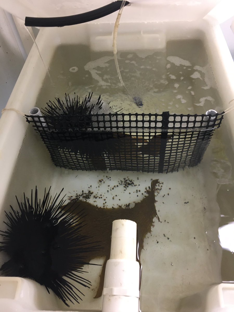 First of two experiments complete looking at within species variation in thermal tolerance of urchins. Sydney ✔️✔️ tassie soon! Huge thanks to @claytontmead, Derrick, @GalobartC, @adriatix, @SBennett_131 and the team @SydneyMarine 👏👏😃