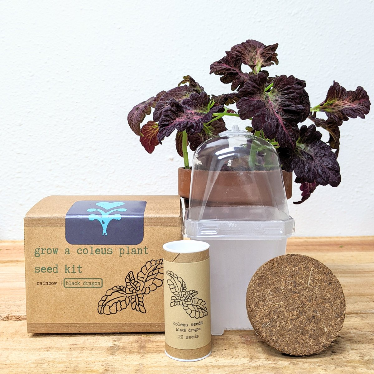 plantflix's tweet photo. Our Black Dragon Coleus kit includes a pack of 20 seeds, a planter with humidity dome, soil pod, and care guide- everything you need to get these seeds started! 🌱 This is a perfect kit for beginners💚#seedkit #indoorgardener https://t.co/nPTbkp3qil