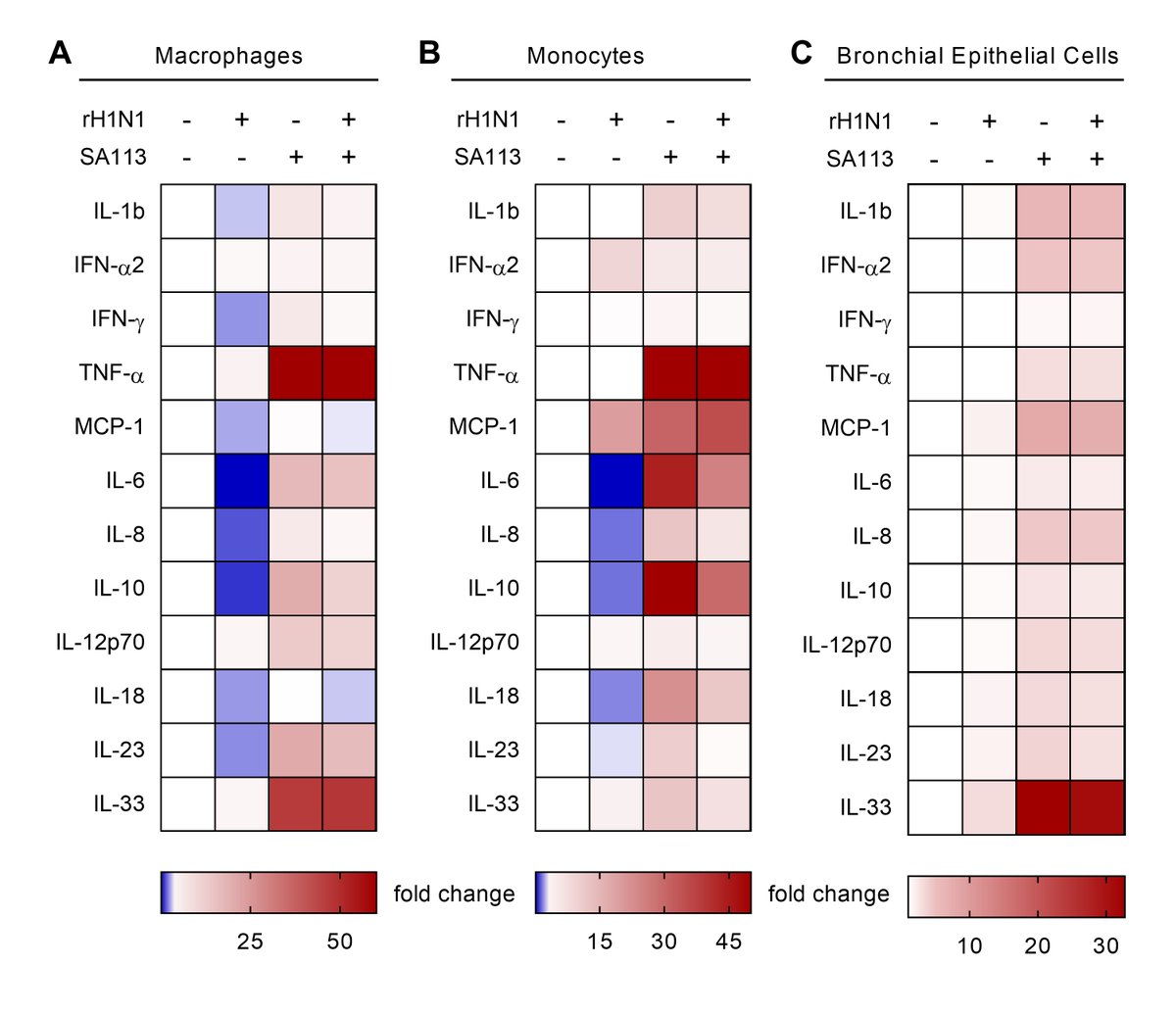 IMD_Journal's tweet photo. A newly published research in IMD by Nikolai Siemens et al. profiled systemic and local cytokine composition at early acute stages of pneumonia in a murine model co-infected with influenza A virus (IAV) and Staphylococcus aureus. 
https://t.co/6yWh1g9cWV https://t.co/JUBEAfhxzE