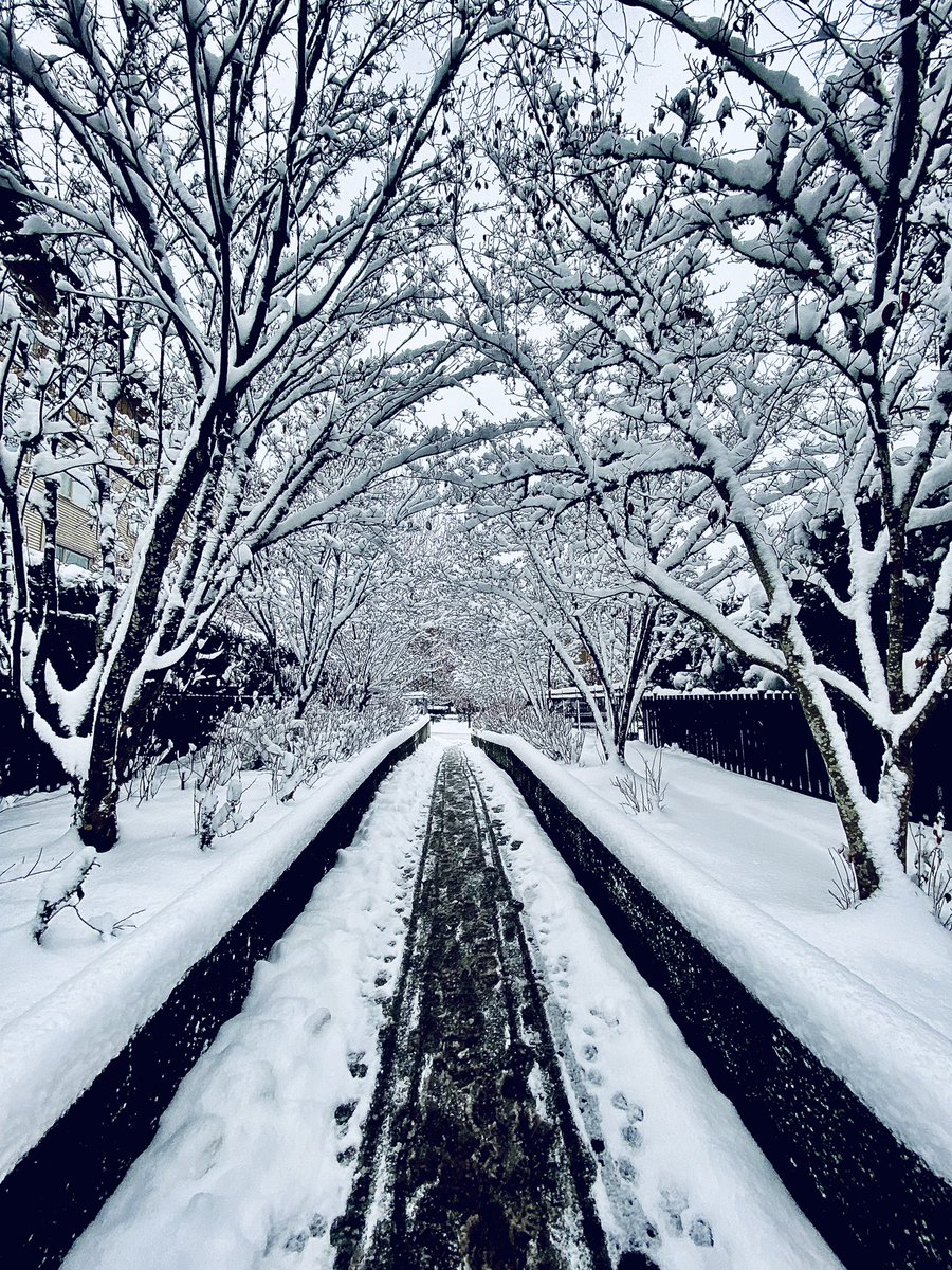 It’s still coming in Port Moody! 🥰 it looks like Narnia out there #BCStorm #BCSnow