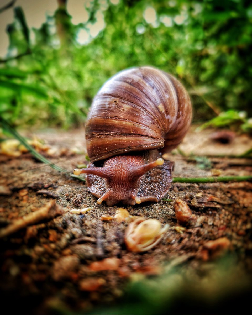 RajaMithresh's tweet photo. 🐌 https://t.co/DpJWPObNWv