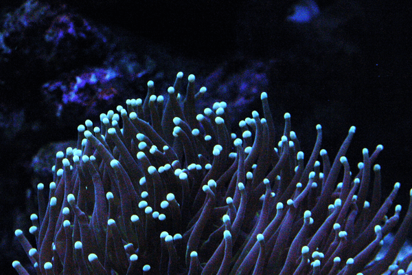 lightdotfish tweet picture