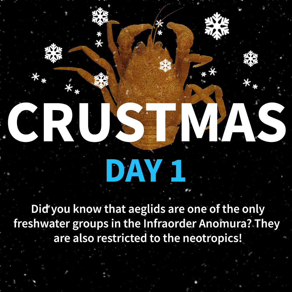 CrustaceanSoci's tweet photo. On Day 1 of #CrustMas, let’s learn about aeglids! Did you know that this group of freshwater anomurans can only be found in the Neotropics ? Check out Bond-Buckup et al’s (2007) paper: Global diversity of crabs (Aeglidae: Anomura: Decapoda) in freshwater
#TheCrustaceanSociety https://t.co/AjGjIPfyvK