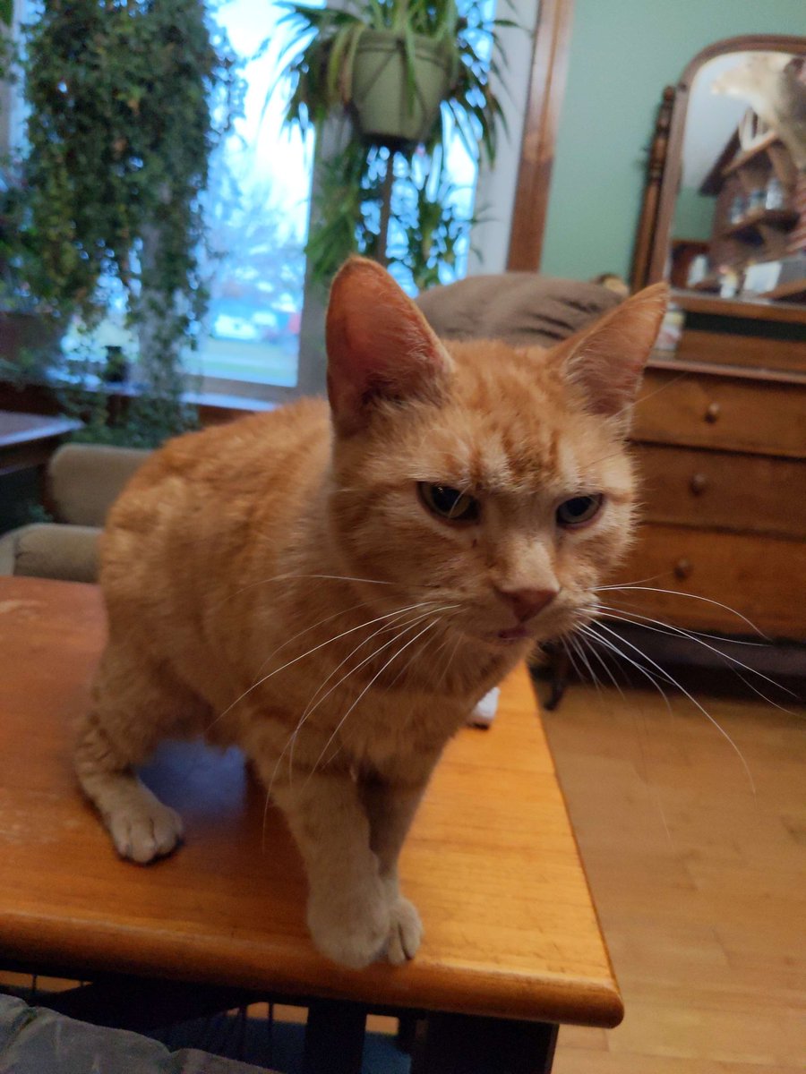 Luke54019880's tweet photo. He is the old man of the house. He is missing half of his teeth because of old age and yet he is still the only cat that can catch mice In the house. https://t.co/ZGrC5sen0N