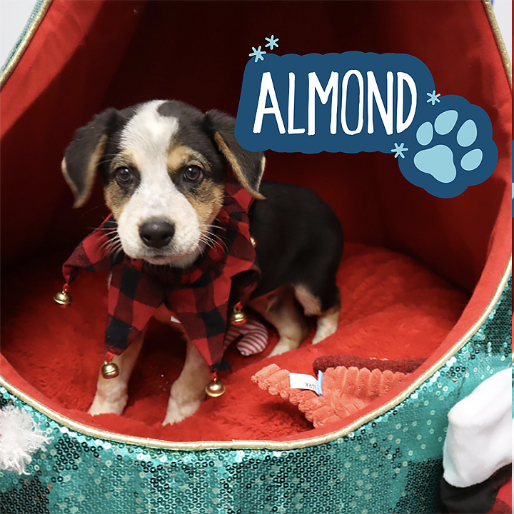 “Almond is almost ready to find a home, along with the rest of his litter!  Celebrate the holidays like we do here at HPA, by opening your home to an extra pup or two for foster care, and help them find the loving forever-home they deserve!" - @HOUPetsAlive #HappyHowlidays