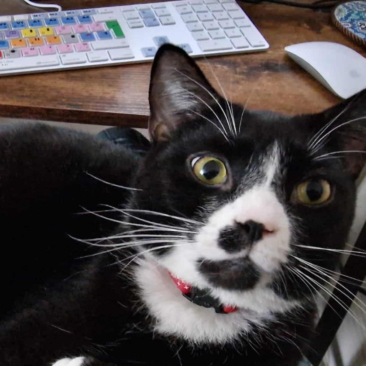 MediaComposer's tweet photo. 🐱 Assistant editor in the making
📷 https://t.co/3swJw4Axt1
▶️ https://t.co/f1sv8KvY1z
#mediacomposer #avid #shortfilm #catassistant #cat #editor #avidmediacomposer https://t.co/CBMT8jogBY