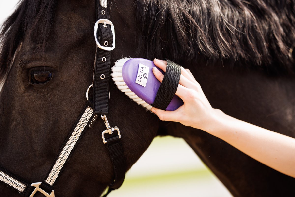 Stocking stuffer idea: Lèttia brushes 🎄