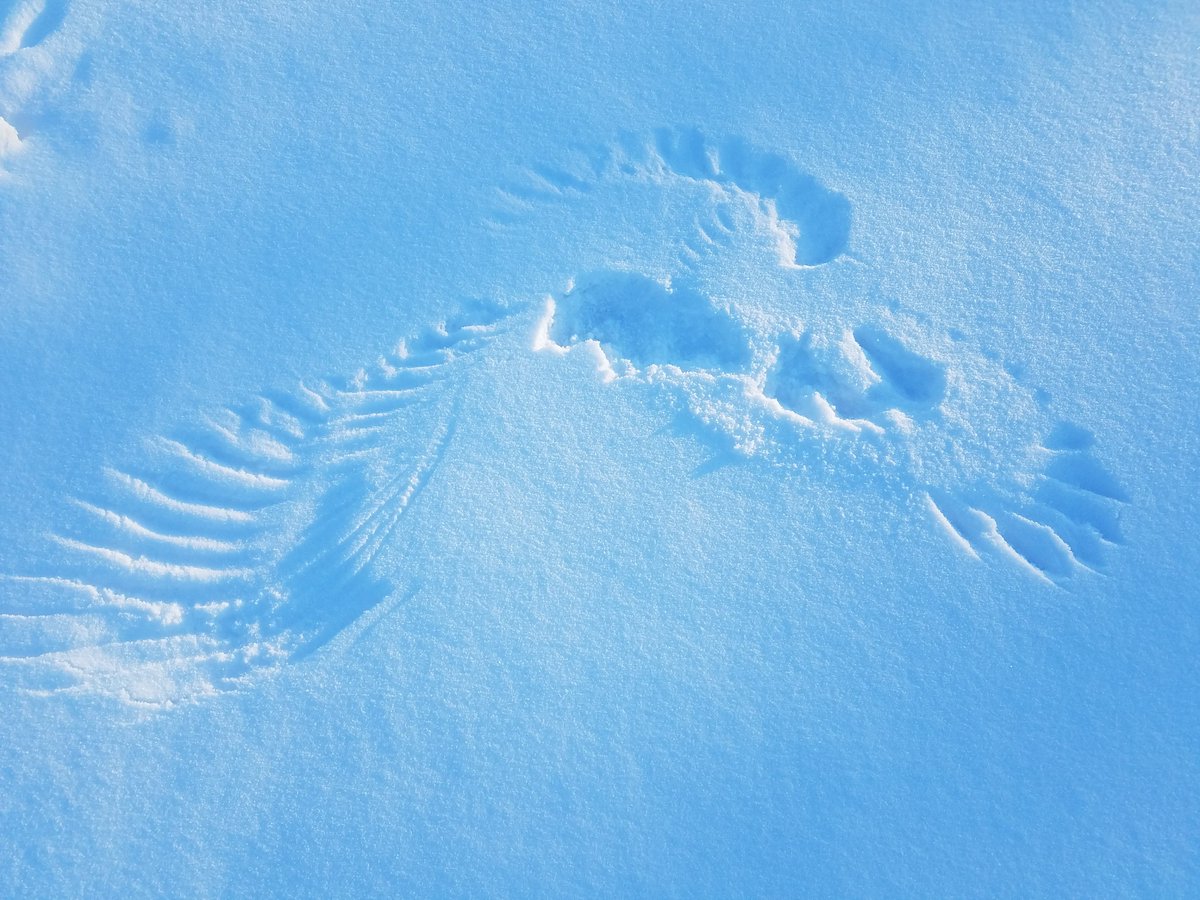 TruthYujin's tweet image. Angel wings by a raven.