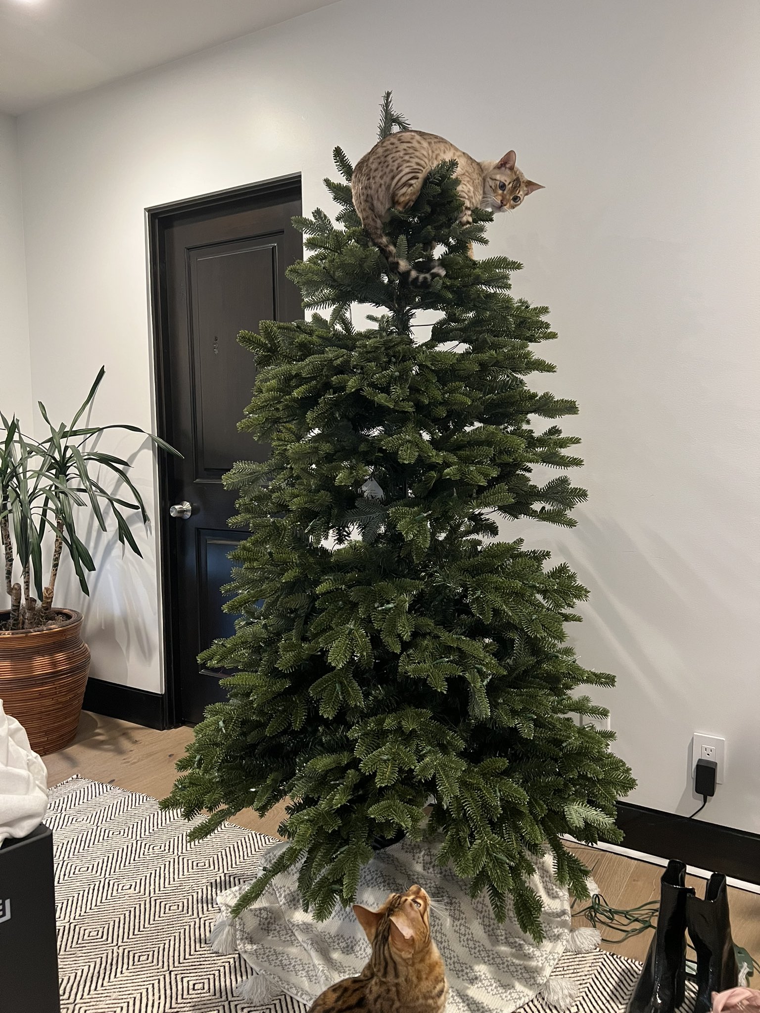 hannah on Twitter "is this why christmas trees were invented https//t