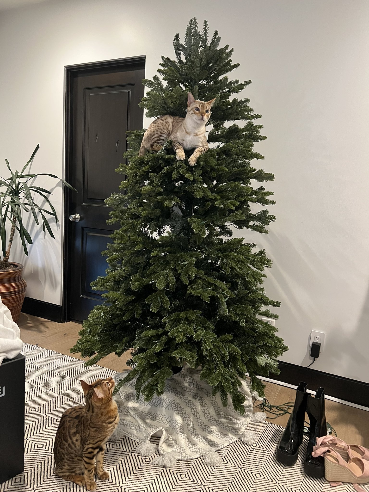 hannah on Twitter "is this why christmas trees were invented https//t