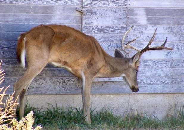 ConservationFLs's tweet photo. CWD—Chronic Wasting Disease—is killing wildlife
By Conservation Frontlines

It’s a terrible neurological disease that has no known cure and kills deer, elk, moose and caribou, but can’t be transmitted to humans by touching or eating infected animals.
https://t.co/H4DIeK8w8F https://t.co/v8e7NiFGmB