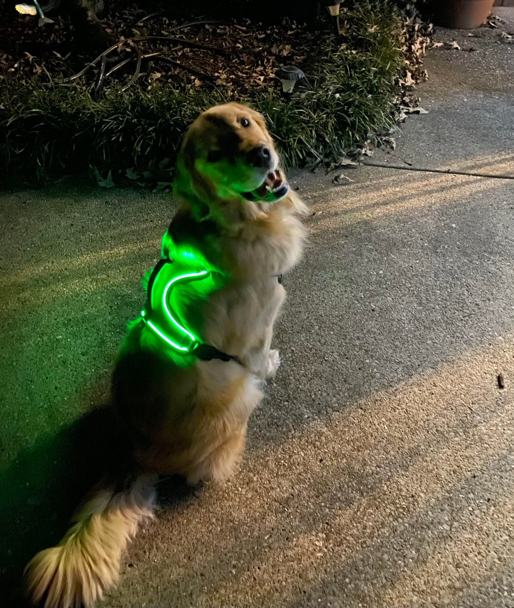 jacksonTheDog6's tweet image. I got to open one of my Christmas presents early today. My lighted vest is the envy of all the neighbor dogs!