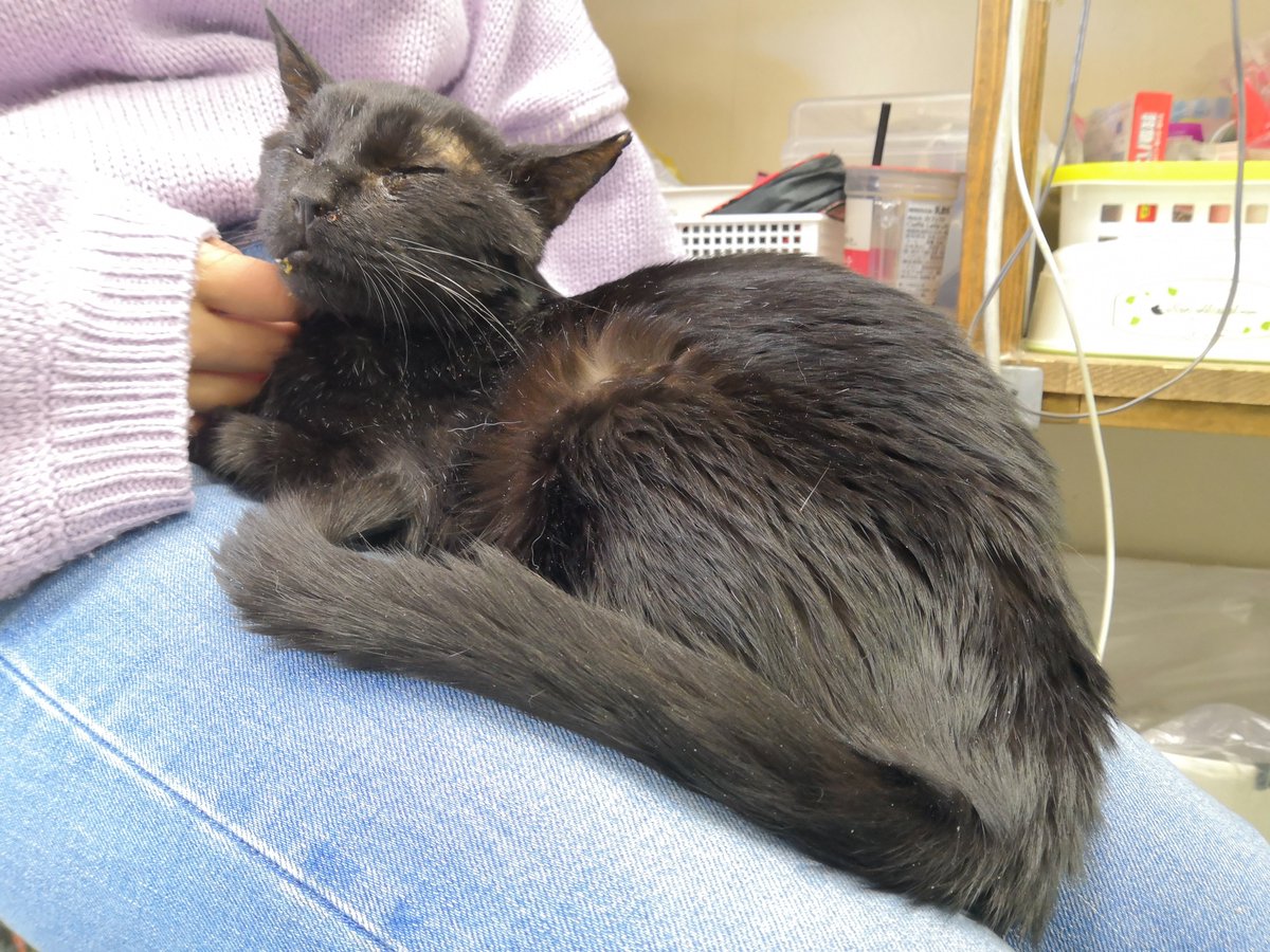 chu_neco_'s tweet photo. お膝の上で寛ぐ黒林くんです😽
#さくらねこ  #にゃん福
#チュウネコ   #猫好きさんと繋がりたい https://t.co/R206yATNz0