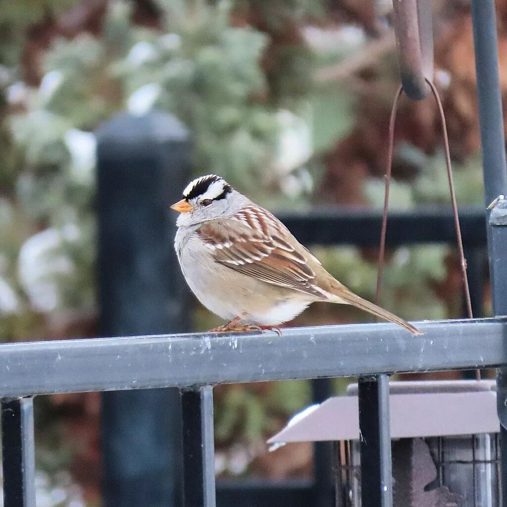White-crowned Sparrow

#bird #birds #birdwatching #birding #wildlife #wildlifephotography #animal #animals #nature #naturephotography #idaho instagr.am/p/CmVDXMPPtA8/