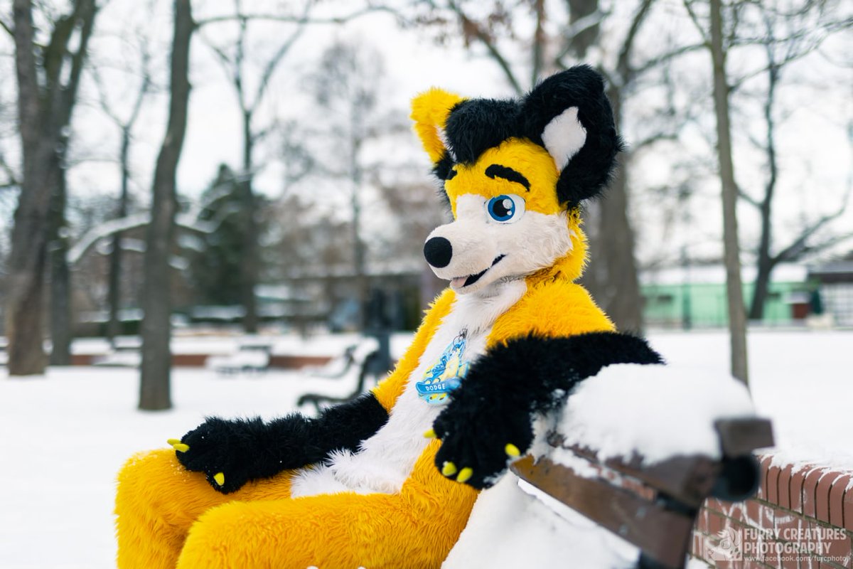 DodgeFoxHusky (@dodgehusky) on Twitter photo Amazing Saturday relax in the park :3
📸 <a href="/FurCPhoto/">Furry C. Photo</a>
#furry #furryfandom #furryfriends #furries #snow Amazing Saturday relax in the park :3
📸 <a href="/FurCPhoto/">Furry C. Photo</a>
#furry #furryfandom #furryfriends #furries #snow