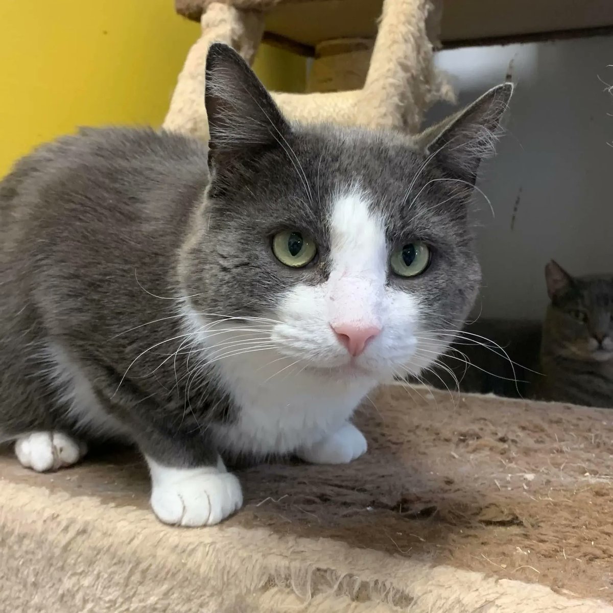 MtlARN's tweet photo. Enzo is only 4 years old, but he is already a well practiced snuggler. He’s ready for the big leagues. He’s ready to go pro! 🏅
Adopt him today to coach him to the finals! https://t.co/eS7eGQzyBx