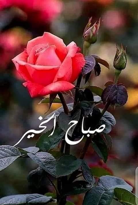 لله كلامي الذي يستعصي علي قوله
وكل إحساس أعظم من أن يكتب
ولله ضعفي وقلله حيلتي..وكللي انا لله
ف كفى بالمرء نعيما
أن يكون يقظا لأألطاف الله عليه