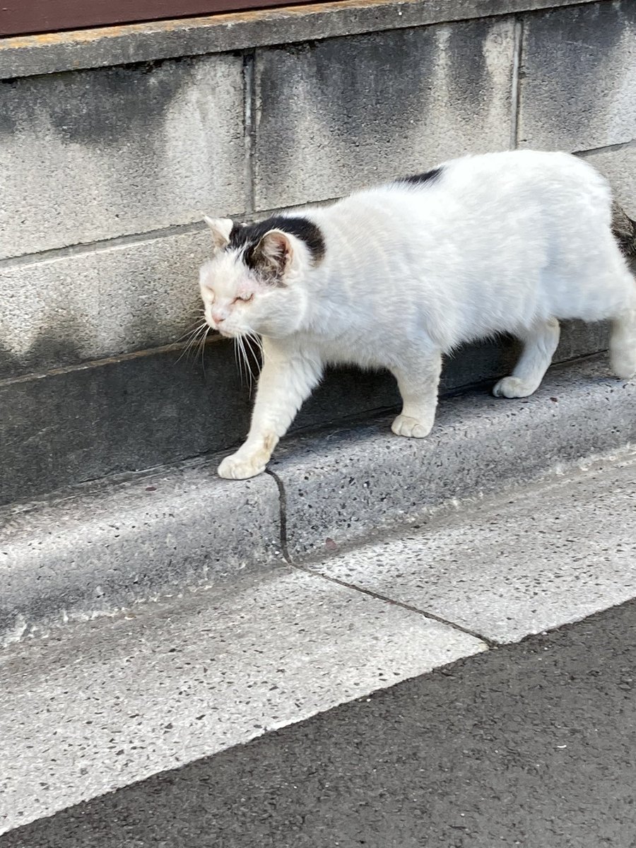 WinesapArts's tweet photo. Mochi https://t.co/bQqMdmurDQ