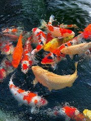adriano01505151's tweet photo. In China, people believe that koi is a symbol of good luck and can bring good luck to people. https://t.co/AHjeHk3arM