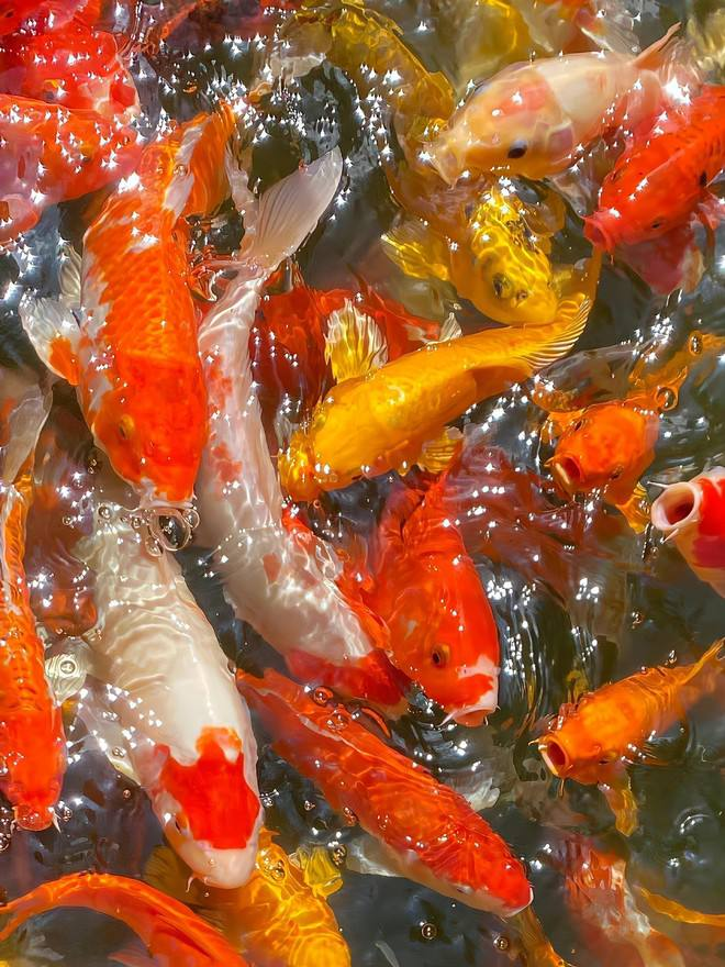 adriano01505151's tweet photo. In China, people believe that koi is a symbol of good luck and can bring good luck to people. https://t.co/AHjeHk3arM