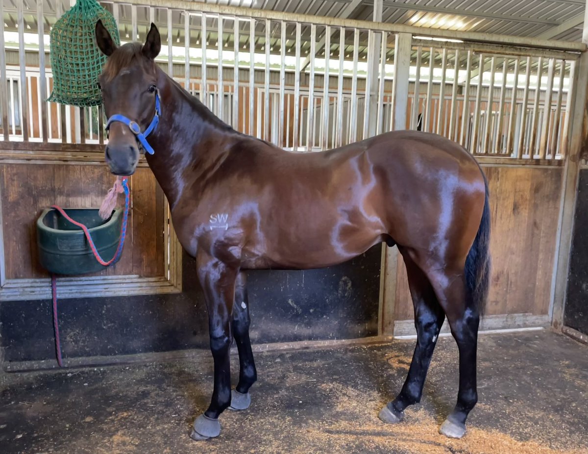 epsom80's tweet photo. 2 weeks till we leave for the Gold Coast and the @mmsnippets Yearling Sale!!
Putting the polish on #lot143. Very happy with the first foal out of Mockery and hoping he finds a great home!! #homebred #SW1 #canwalk https://t.co/LZ4TBcap9E