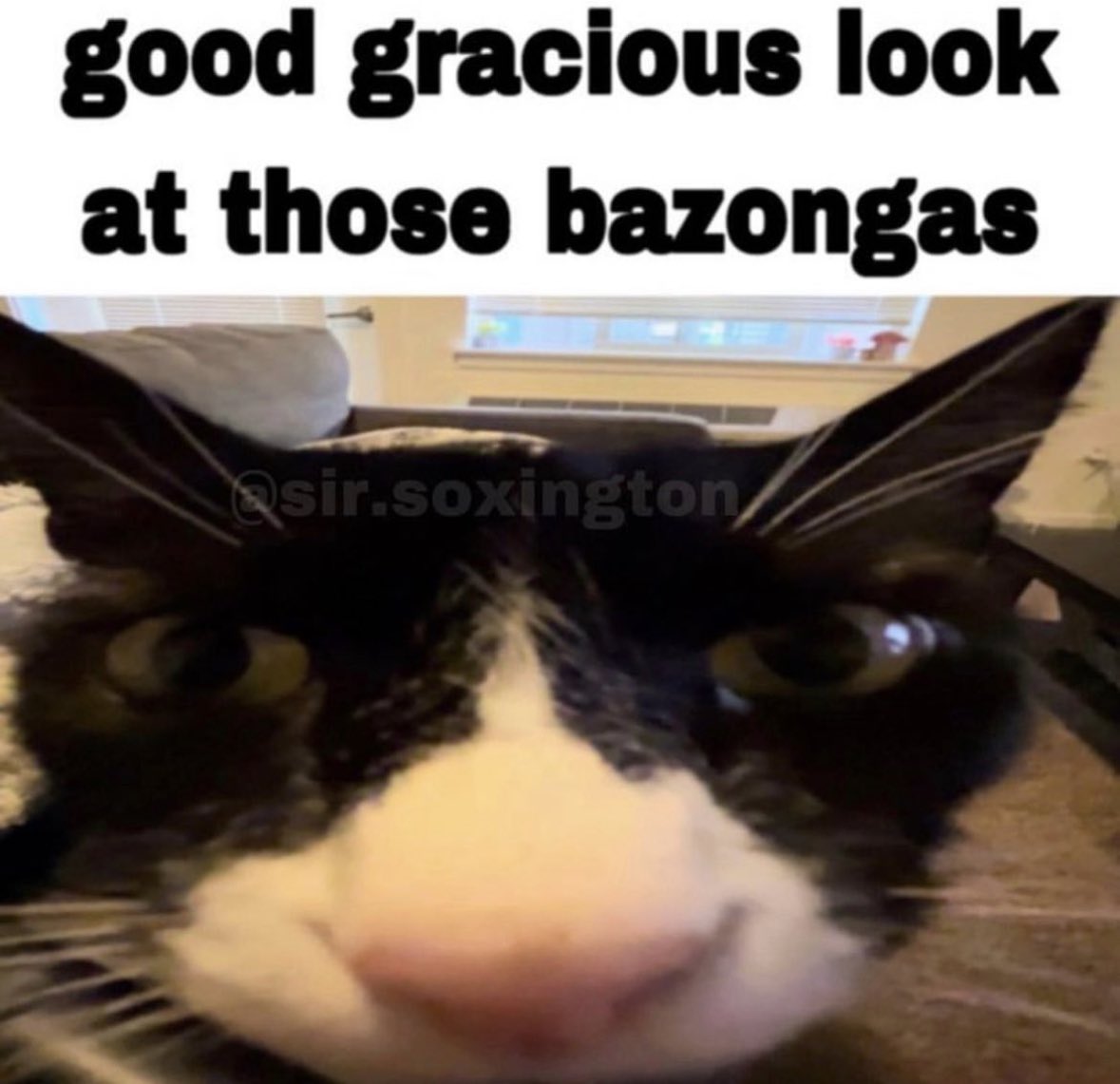 LiterallyMeCats (@literallymecats) on Twitter photo 