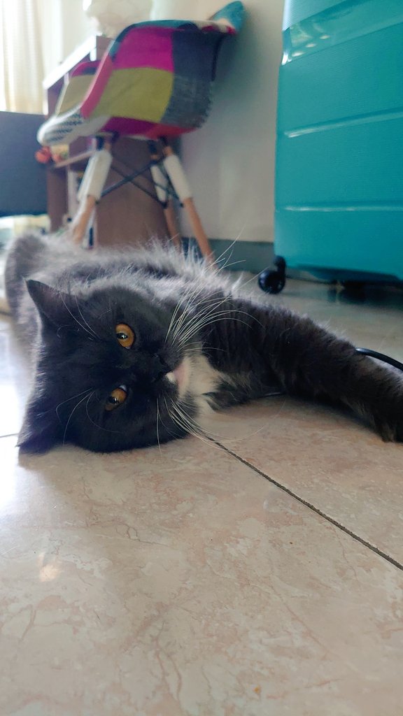 Chan-Iku tweet media