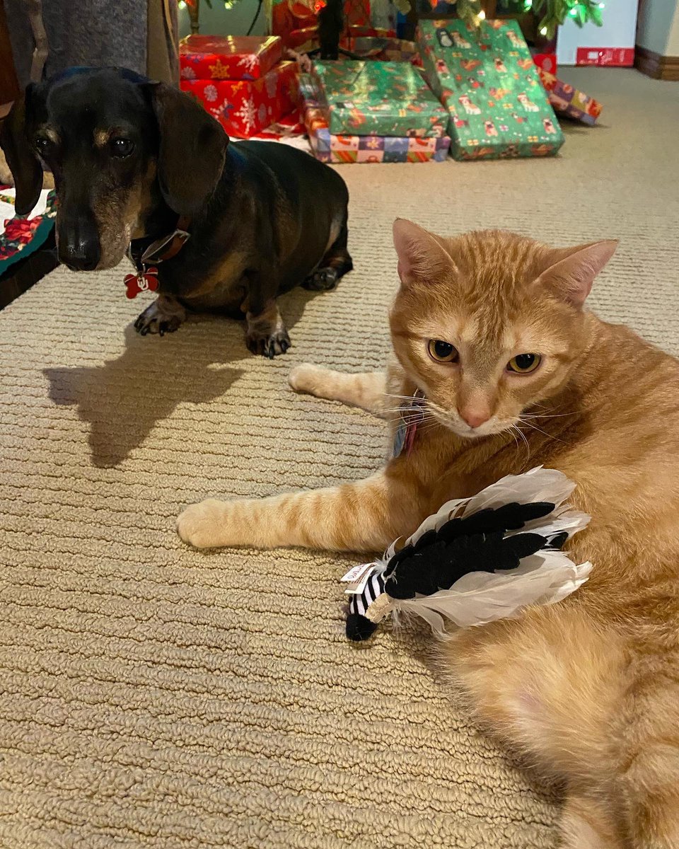 LilOkie76's tweet photo. Happiest 5th #birthday to our sweet #ThomasKitty! His birthday is today & his 1 year adoptiversary is tomorrow! I donβt know much about his first 4 years of life. But I certainly hope to continue to bless him in his remaining years just as he is blessing us! #CatsOfTwitter π±β€οΈ https://t.co/Harv8An4hj