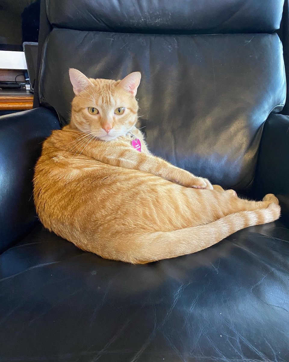 LilOkie76's tweet photo. Happiest 5th #birthday to our sweet #ThomasKitty! His birthday is today & his 1 year adoptiversary is tomorrow! I donβt know much about his first 4 years of life. But I certainly hope to continue to bless him in his remaining years just as he is blessing us! #CatsOfTwitter π±β€οΈ https://t.co/Harv8An4hj