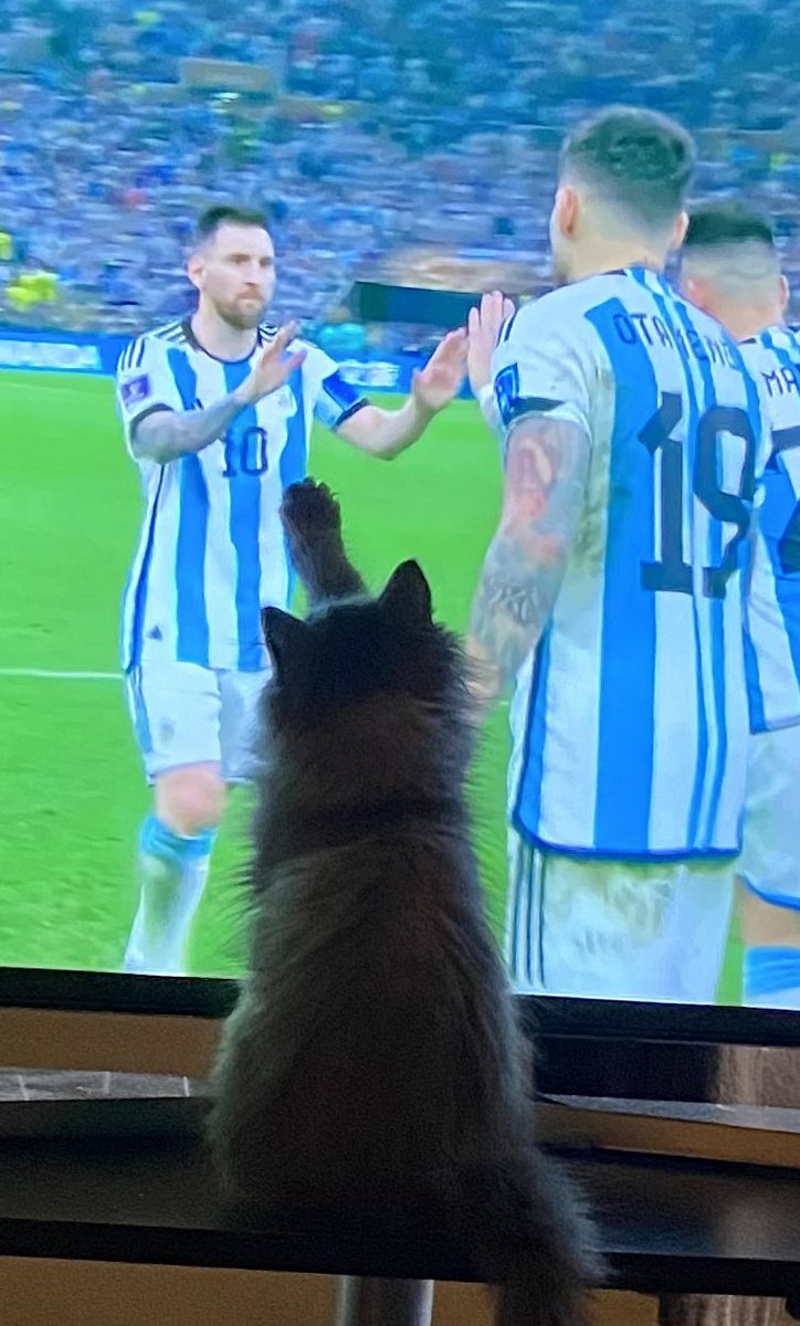 LinzerFranz's tweet photo. @Argentina Felicidades, Argentina!!!
High-five to Messi from my cat! https://t.co/QignNxihEF