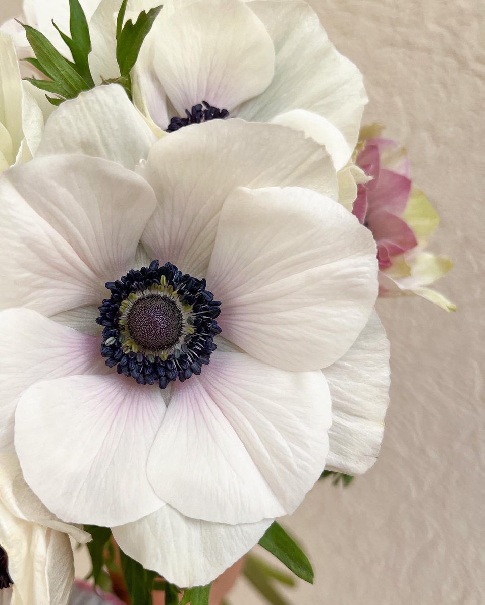 There’s been a couple comments circulating about white anemones having traces of pink in them. Fun fact you probably did not know - Certain white anemone varieties that have black centers are actually bred from RED. Hence the pink that peeks through.