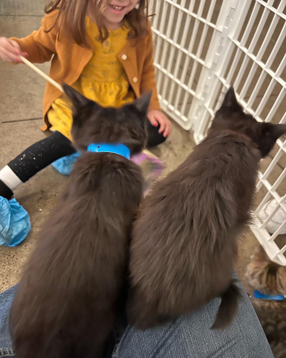 andrevsworld's tweet photo. Kittens! @guildhouse @minicattown #kittens #guildhouse #minicattown https://t.co/GI0GxQTAO4