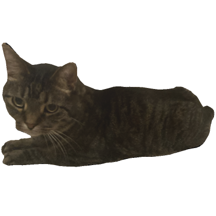 ClocksetY's tweet photo. my friends cat is also on the catalog

buy it here https://t.co/jpqGKjn68q

#Roblox #RobloxDev #RobloxUGC https://t.co/BXWaeJjfn7