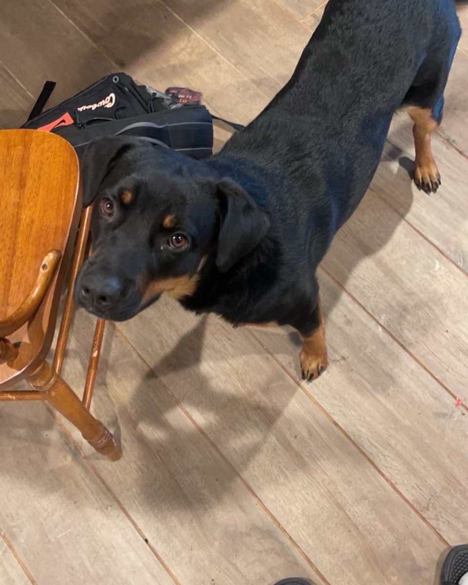 KatreeceTate's tweet photo. Looking for someone to FOSTER this beautiful girl for 10-14 days. She’s such a cutie and so super sweet. I will pay for any expenses. 
If interested, please message me ASAP or if you have any other suggestion. @cjtate7 https://t.co/UKVa4ip9wf