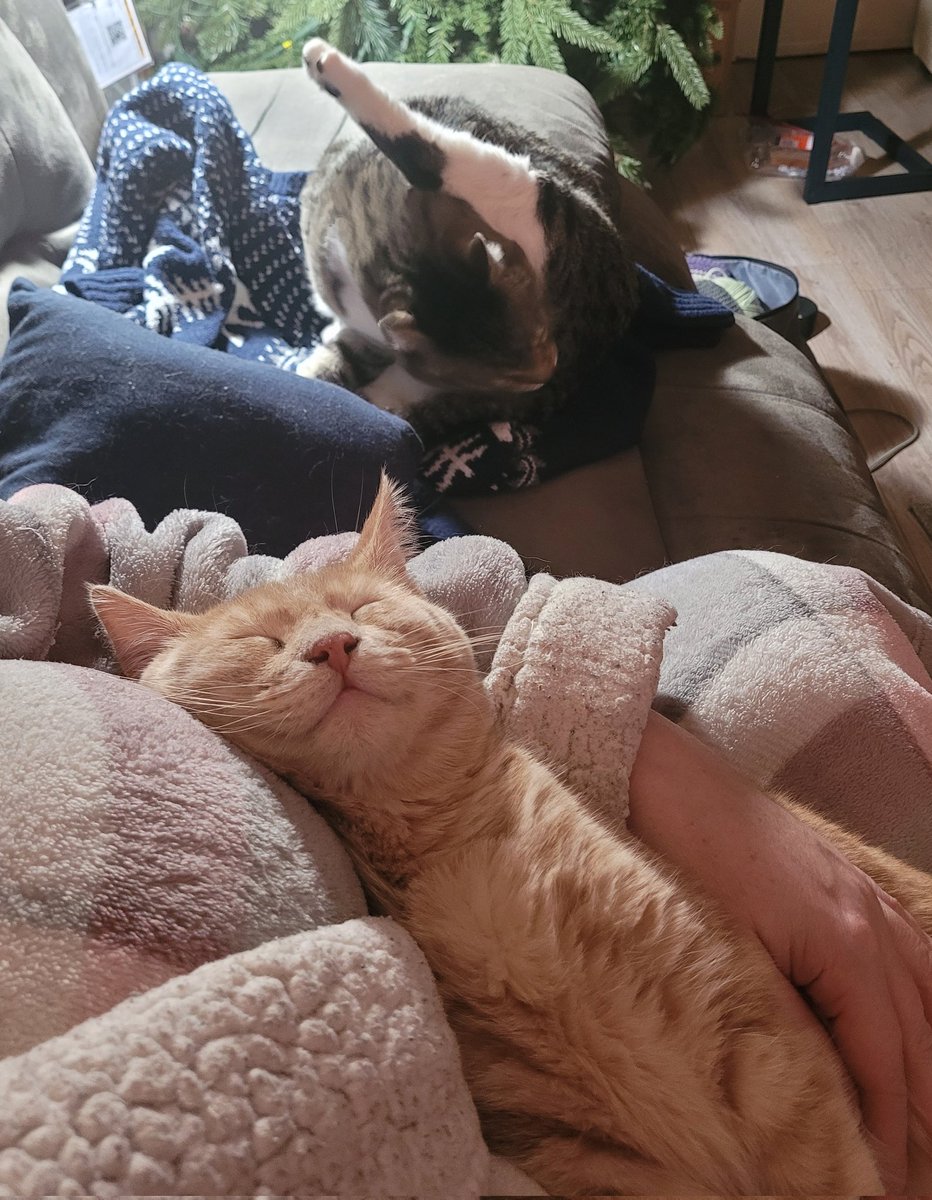 dabears1973's tweet photo. "There are 2 cats inside you..."
My cats: https://t.co/ZeoxblGf9A