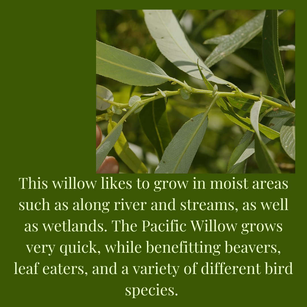 Today we will begin our Native Species Sunday! Swipe to learn more about the California Native Species Pacific Willow tree. 🌱