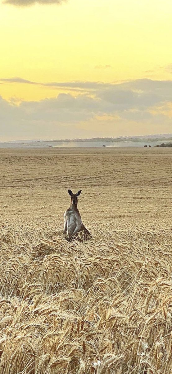 stuart_hocking's tweet image. #harvestpics