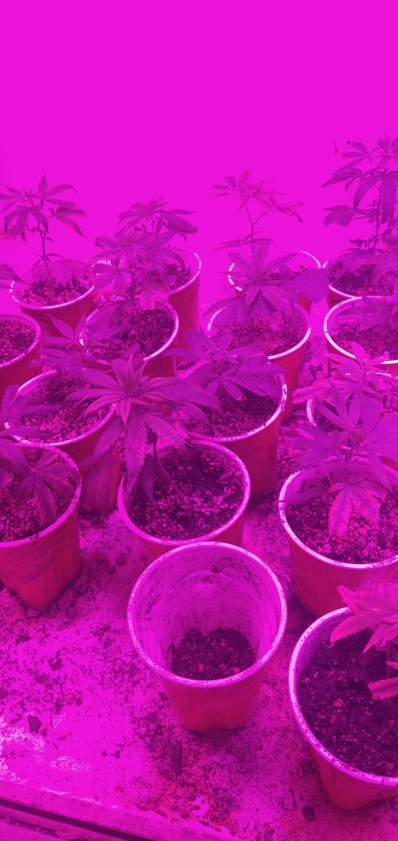 Stonegamingprod's tweet photo. 420 I'm back #loveshack #stopthehate #drinkjavy https://t.co/W0TQXDA1O1
#walkthroughs #weedstream #partytime #party #twitch #justchatting #chillsesh #chill #gaming #daily420 #bong #weed #pot #smoking #plants #weedporn #weed #growers #dab #dabs #drinkjavy #productplacement https://t.co/zwdzmSfDlI