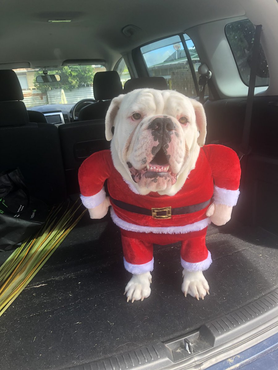 My dog getting in the festive mood